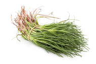 Barba dei frati - Pz